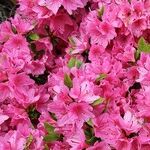 Azalea Lace Bugs