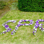 Clever Crocus Bulbs