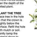 Protecting Unplanted Trees