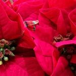 Poinsettias for Winter