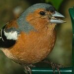The Best Bird Feeders