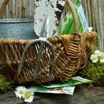 Mail Order Gardening