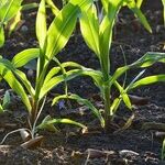Planning a Vegetable Garden