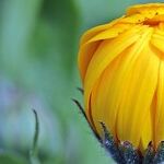 Gardening for Local Conditions