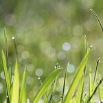 Grass Seed Mixtures