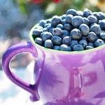 Planting Blueberries