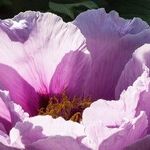Peony Planting
