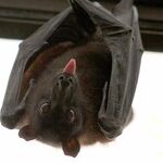 Bat Houses