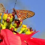 Sand and Poinsettias