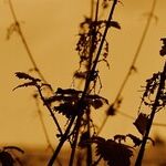 Weed Killer