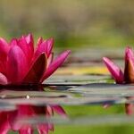 Water Plants, Mowers and Birdbaths