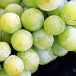 Seedless Grapes