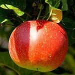 Apple Trees
