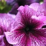 Planting Annuals