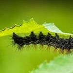 Insect Pests