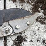 Pruning Shrubs