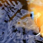 Fish Ponds