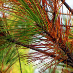 Managing Pine Needles, Crabapple Fruits and Fire Blight