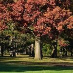 Dealing With Yellow Grass