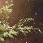 Chill Hours and Degree Days