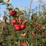 Green Thumb Award-Winners