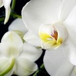 Phals Orchids