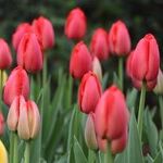 Fertilizing Time and Low-Maintenance Herbs