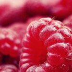 Raspberry Plants