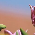 Early Blooming Plants