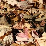 Plant Chips in Mulch