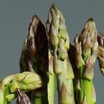 Asparagus Beetles
