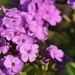 Phlox Plants