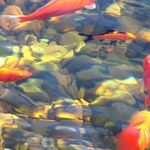 Koi Fish