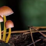 Lawn Mushrooms