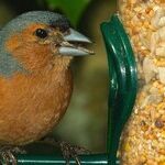 Bird Feeders, Birdbaths and Birdseed