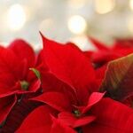 Christmas Plants