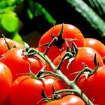 All-American Selections Vegetable Winners