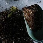 Testing Soil pH