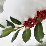 Plant Hardiness Zones