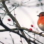 Robin Migration