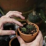 Spring Gardening