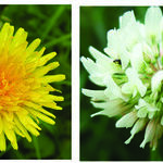 Clover and Weed Control