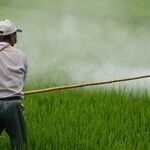 Pesticide Breakdown