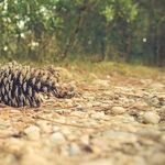 The Pine Cone Zone