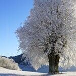 Winter Damage