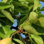 Buying Fruit Trees