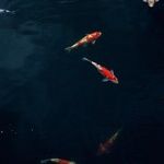 Koi Pond Fish Kill