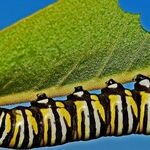 Types of Plant Problems