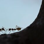 Ant Invasion