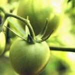 Magnolia Scale and Hot Tomatoes